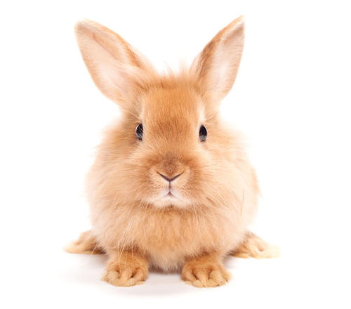 兔(Rabbit)三磷酸腺苷(ATP)ELISA檢測(cè)試劑盒圖1 兔(Rabbit)三磷酸腺苷(ATP)ELISA檢測(cè)試劑盒圖1
