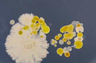 生物胺類檢測(cè)在高效液相色譜法中的應(yīng)用圖2 生物胺類檢測(cè)在高效液相色譜法中的應(yīng)用圖2